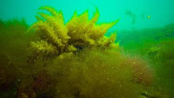 Black Sea, Hydroids Obelia, coelenterates, Macrophytes Red and Green algae photo