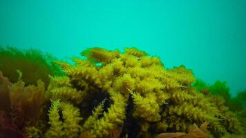 Black Sea, Hydroids Obelia, coelenterates, Macrophytes Red and Green algae photo
