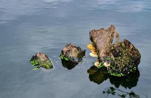 Tree mushrooms grow on an old tree sticking out of the water in a lake photo