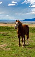 Horses graze on the field, eat green grass, ranch in Utah photo