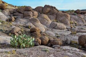 Arizona Cacti, Engelmann prickly pear, cactus apple Opuntia engelmannii, cacti in the winter in the mountains photo