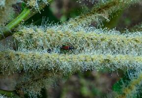 Stenurella melanura - longhorned beetle on a fluffy flower of a tree in the garden photo