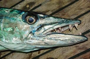 Great barracuda with sharp teeth, Red Sea, Egypt photo