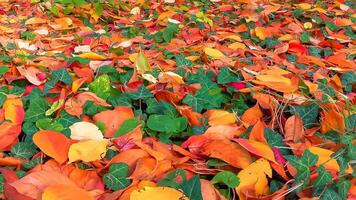 Beautiful red-yellow cherry and sakura leaves fallen to the ground in autumn photo