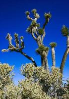 Branched pencil cholla Cylindropuntia ramosissima - segmented stem of a cactus with long spines in a rock desert near Joshua Tree NP, California photo