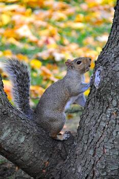 oriental gris ardilla sciurus carolinensis foto