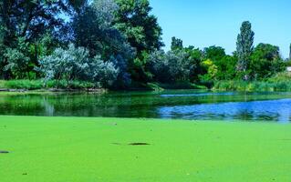 Aquatic plants floating on the surface of the water duckweed Lemna and Wolffia in a stagnant pond, photo
