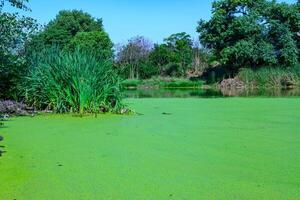 Aquatic plants floating on the surface of the water duckweed Lemna and Wolffia in a stagnant pond, photo