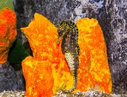 Seahorse in a large aquarium in the oceanarium photo