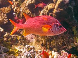 Sabre squirrelfish Sargocentron spiniferum, fish hiding in corals on a reef in the Red Sea photo