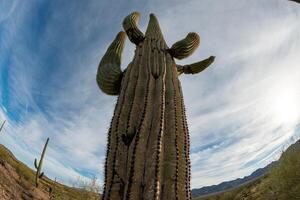 Landscape of a stone desert, photo of a cactus with a Fish Eye lens, Giant cactus Saguaro cactus Carnegiea gigantea, Arizona