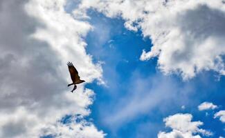 A large bird of prey flies against the backdrop of clouds with fish in its paws in Utah, US photo