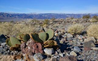 Cacti in the stone desert in the foothills, Golden prickly pear Opuntia aurea, O. basilaris var. aurea photo