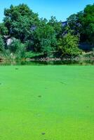 Aquatic plants floating on the surface of the water duckweed Lemna and Wolffia in a stagnant pond, photo