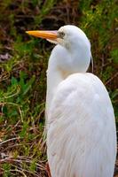 The great egret Ardea alba, bird resting in mangroves, Florida photo