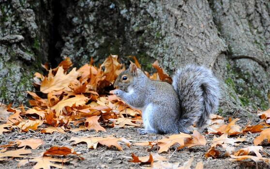 oriental gris ardilla sciurus carolinensis foto