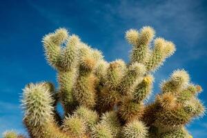 Teddy bear cholla Cylindropuntia bigelovii. Cholla Cactus Garden at Joshua Tree National Park photo
