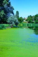 Aquatic plants floating on the surface of the water duckweed Lemna and Wolffia in a stagnant pond, photo