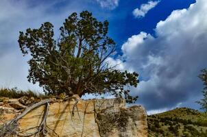 Extreme tree growth at the edge of the Red Layered Rocks in Utah, US photo