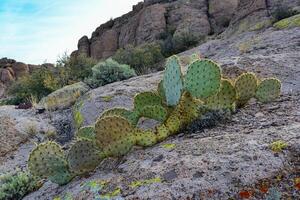 Arizona Cacti, Engelmann prickly pear, cactus apple Opuntia engelmannii, cacti in the winter in the mountains photo