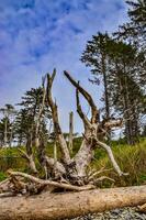 Trunks of fallen trees at low tide on the Pacific Ocean in Olympic, National Park, Washington photo