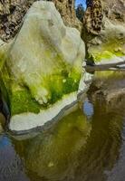 Green algae on rocks at low tide in Olympic National Park, Washington photo