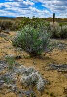 Prickly Pear Cactus, Opuntia sp. with white spines, Utah photo