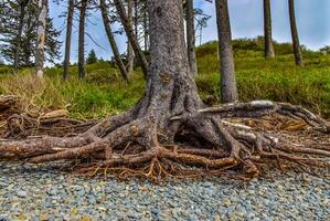 Trunks of fallen trees at low tide on the Pacific Ocean in Olympic, National Park, Washington photo