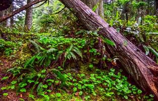 Wet forest on the shores of the Pacific Ocean in Olympic National Park, Washington photo