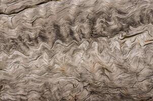 Patterns of layers of wood on dead pine trees on the shores of the Pacific Ocean in Olympic National Park, Washington, USA photo