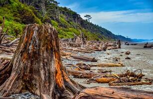 Trunks of fallen trees at low tide on the Pacific Ocean in Olympic, National Park, Washington photo