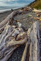 Trunks of fallen trees at low tide on the Pacific Ocean in Olympic, National Park, Washington photo