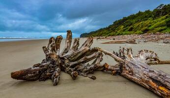 Trunks of fallen trees at low tide on the Pacific Ocean in Olympic, National Park, Washington photo