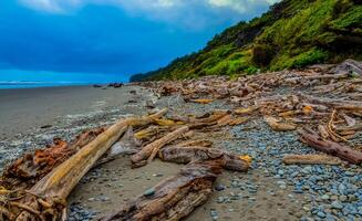 Trunks of fallen trees at low tide on the Pacific Ocean in Olympic, National Park, Washington photo