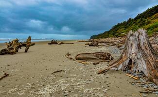 Trunks of fallen trees at low tide on the Pacific Ocean in Olympic, National Park, Washington photo