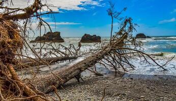Trunks of fallen trees at low tide on the Pacific Ocean in Olympic, National Park, Washington photo