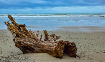 Trunks of fallen trees at low tide on the Pacific Ocean in Olympic, National Park, Washington photo