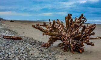 Trunks of fallen trees at low tide on the Pacific Ocean in Olympic, National Park, Washington photo