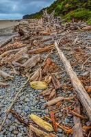 Trunks of fallen trees at low tide on the Pacific Ocean in Olympic, National Park, Washington photo