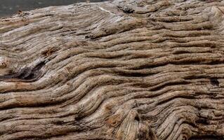 Patterns of layers of wood on dead pine trees on the shores of the Pacific Ocean in Olympic National Park, Washington, USA photo