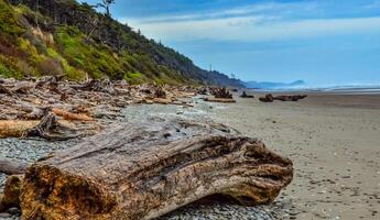 Trunks of fallen trees at low tide on the Pacific Ocean in Olympic, National Park, Washington photo