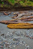 Trunks of fallen trees at low tide on the Pacific Ocean in Olympic, National Park, Washington photo
