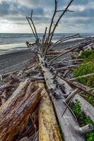 Trunks of fallen trees at low tide on the Pacific Ocean in Olympic, National Park, Washington photo