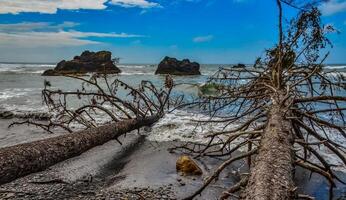 Trunks of fallen trees at low tide on the Pacific Ocean in Olympic, National Park, Washington photo