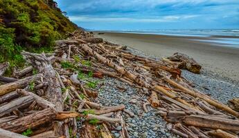 Trunks of fallen trees at low tide on the Pacific Ocean in Olympic, National Park, Washington photo