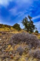 Desert succulents, cacti, prickly pear Cylindropuntia and Opuntia sp. and yucca on a hillside in Colorado, US photo