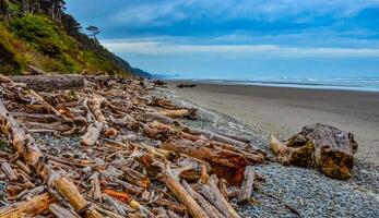 Trunks of fallen trees at low tide on the Pacific Ocean in Olympic, National Park, Washington photo