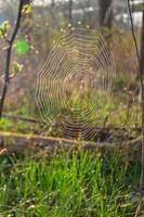 A round network of cobwebs in a forest against a backdrop of forest and green grass in State Park, Ohio. photo