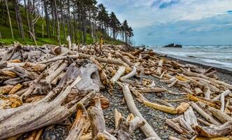 Trunks of fallen trees at low tide on the Pacific Ocean in Olympic, National Park, Washington photo