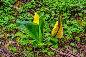 Western Skunk Cabbage Lysichiton americanus in a red alder grove, Olympic National Park, Washington photo